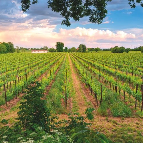 Franciacorta Festival